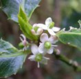 HOLLY